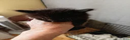 Mixed Breed cats for sale: Kay mcdonald - Advert 12