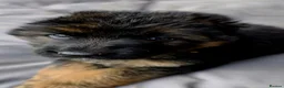 German Shepherd dogs for stud: Long Haired German shepherd  - Advert 16