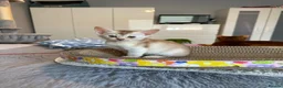 Abyssinian cats for sale: Abyssinian kittens  - Advert 12
