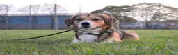 Mixed Breed dogs for sale: milo the beagle mix - Advert 5
