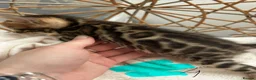 Bengal cats for sale: 💕 Stunning Pure Bengal Kittens ❤️ - Advert 23