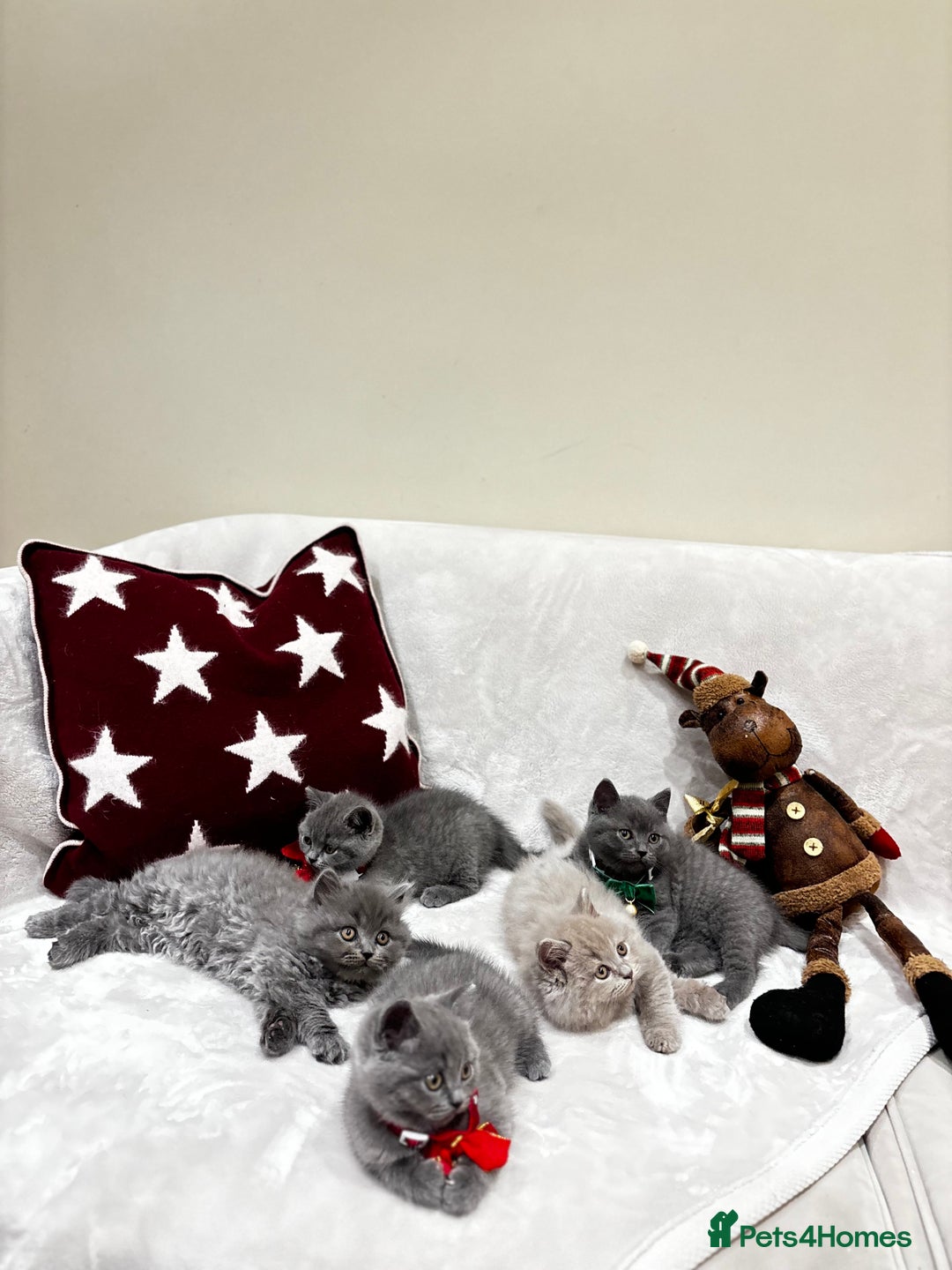 British Shorthair cats for sale: British Shorthair Kittens - Advert 18