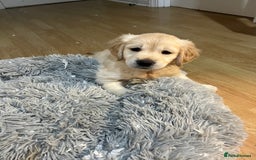 Golden Retriever dogs for sale: Beautiful KC Golden Retriever Babies  - Image 23