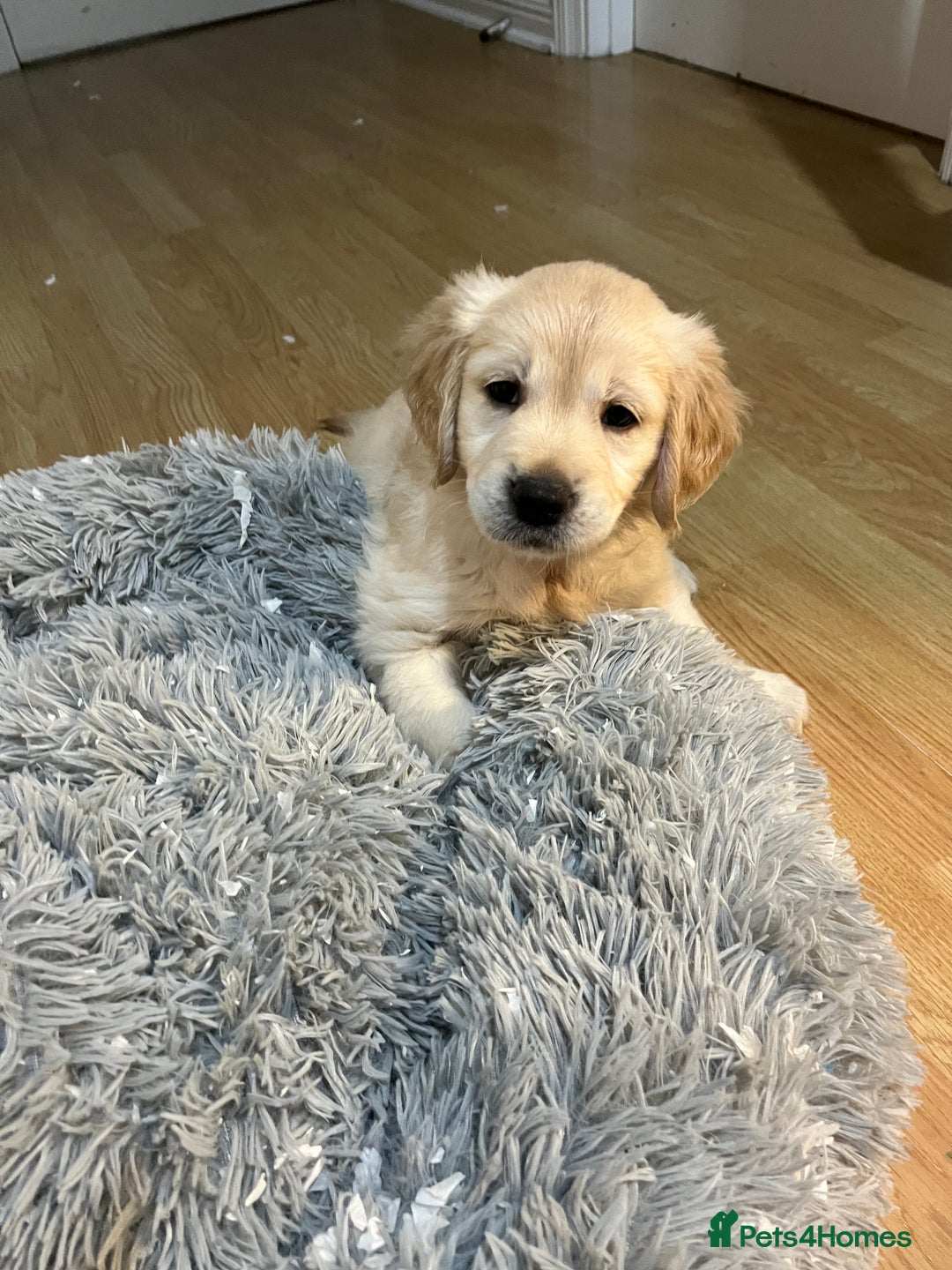 Golden Retriever dogs for sale: Beautiful KC Golden Retriever Babies  - Image 23