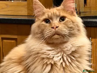 Maine Coon cats TICA Maine Coon Stud – Pedigree Lines - Advert 4