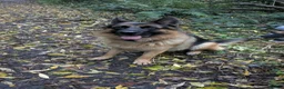 German Shepherd dogs for stud: KC registered German Shepard for stud  - Advert 2