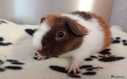 Guinea Pig rodents for sale: Teddy babies  - Image 8