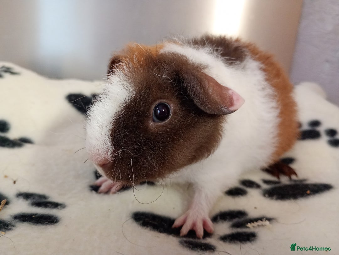 Guinea Pig rodents for sale: Teddy babies  - Image 8