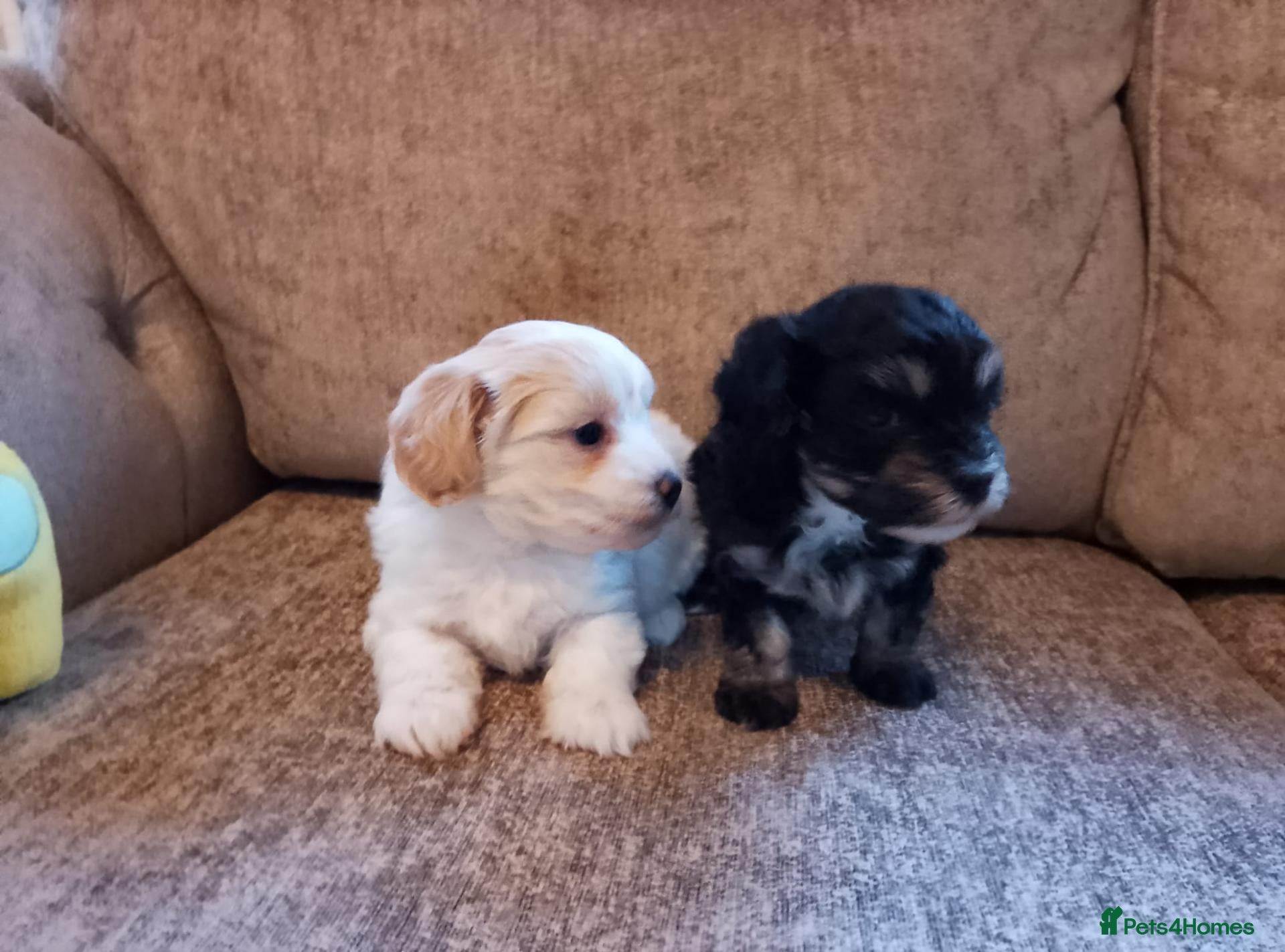 Maltipoo dogs Maltipoo puppies  - Advert 2
