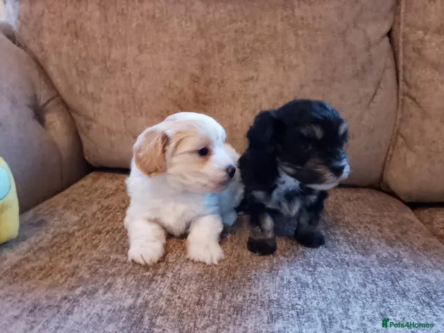 Maltipoo dogs for sale: Maltipoo puppies - Advert 1