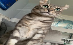 Keetso cats for sale: Affectionate Keetso Ready for His Forever Home - Image 3