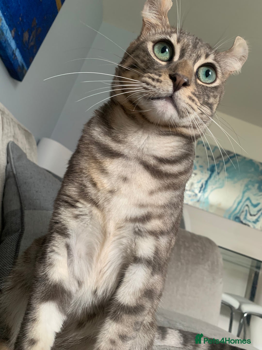 Keetso cats for sale: Affectionate Keetso Ready for His Forever Home - Image 3