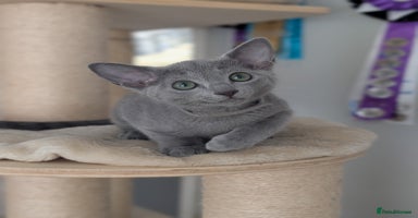 Russian Blue cats - Advert 2