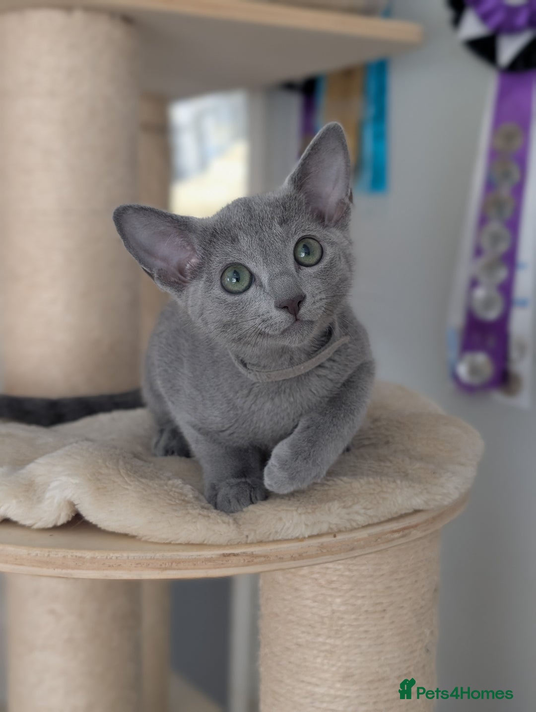 Russian Blue cats for sale: Russian Blue Pedigree boys  - Image 2