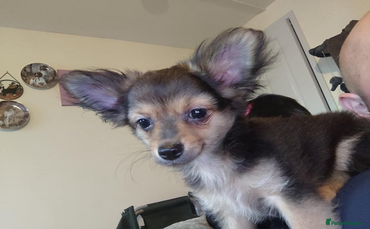 Pomchi dogs - Advert 1