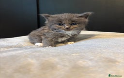 Mixed Breed cats for sale: Beautiful grey and white kittens.  - Image 4