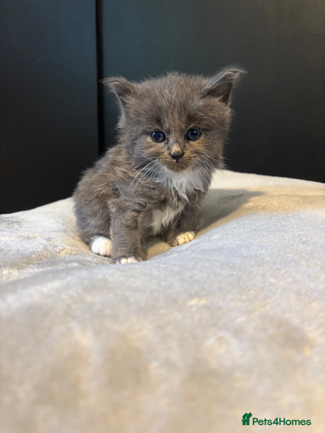 Mixed Breed cats for sale: Beautiful grey and white kittens.  - Image 4