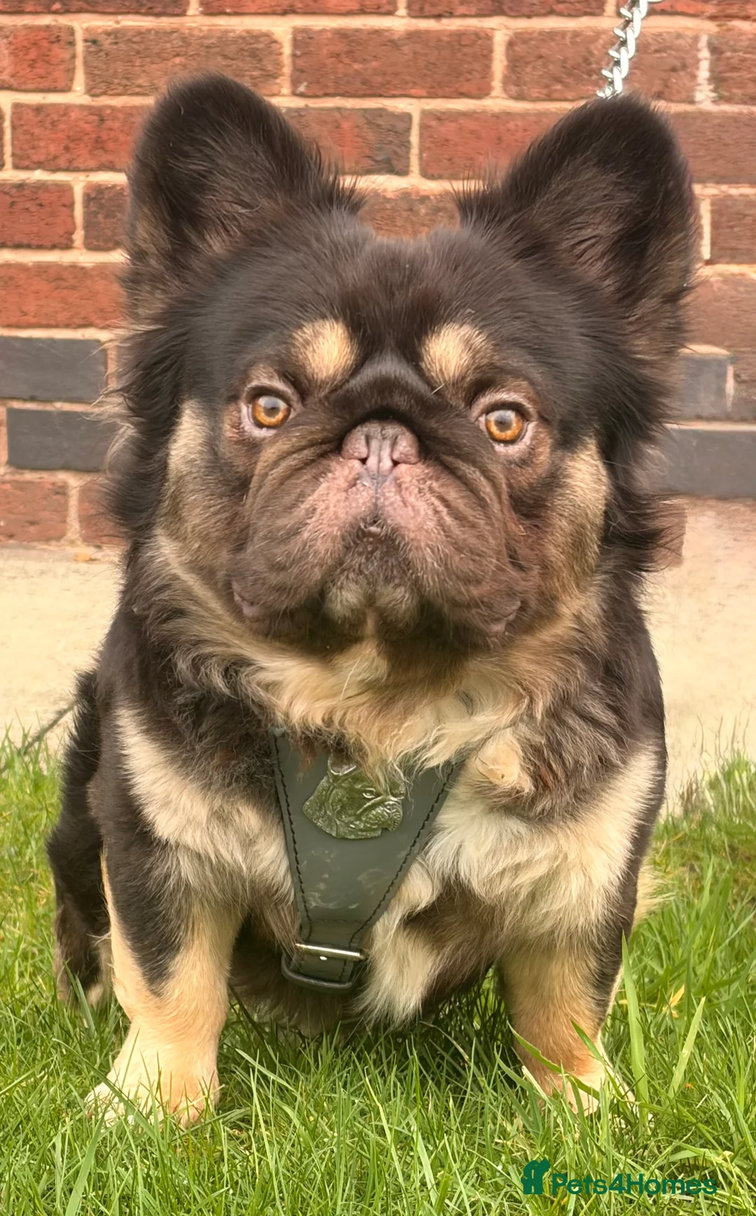French Bulldog dogs for stud: Chocolate tan fluffy in Chesterfield - Advert 6