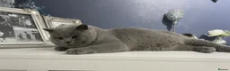 British Shorthair cats for stud: 🏆 GCCF BIG  BLUE STUD 🏆 - Advert 3