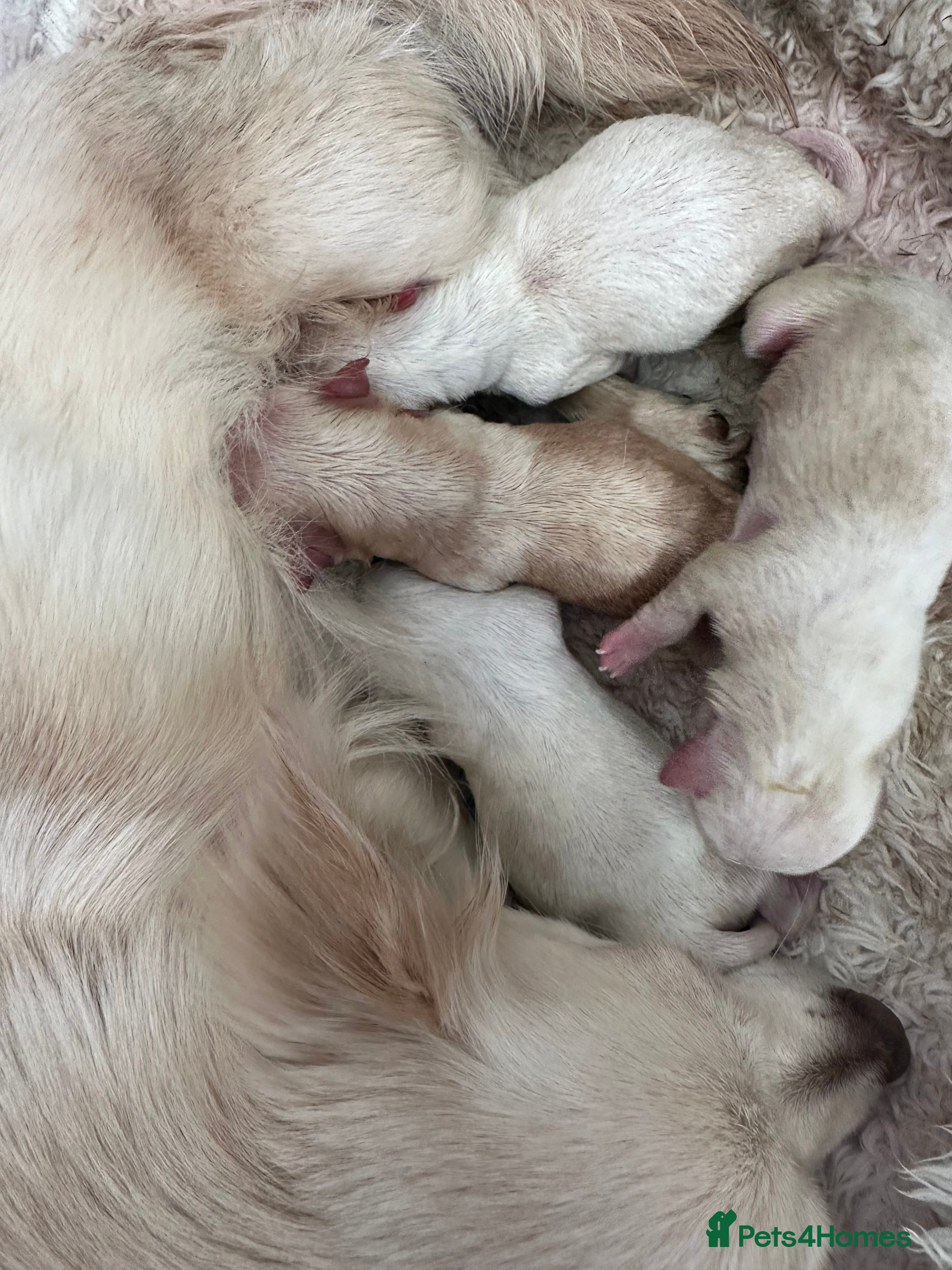 Chihuahua dogs Chihuahua pups for sale - Advert 6