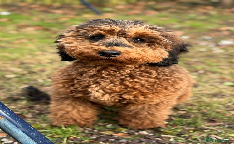 Cockapoo dogs - Advert 4