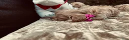 Maltipoo dogs for sale:  **  Maltipoo Puppy – Beautiful Teddy Bear Face - Advert 17