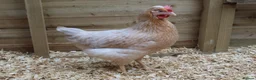 Mixed Breed poultry for sale: Hybrid Pullets Fully Vaccinated. in Skipton - Advert 8
