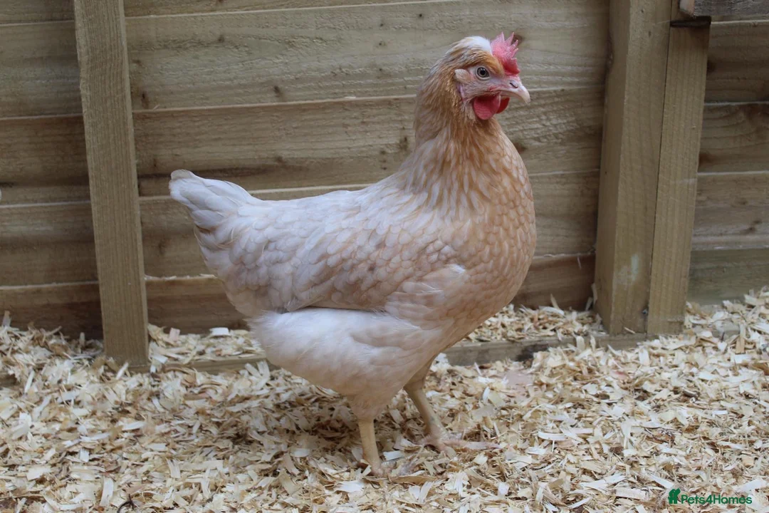 Mixed Breed poultry for sale: Hybrid Pullets Fully Vaccinated. in Skipton - Advert 8