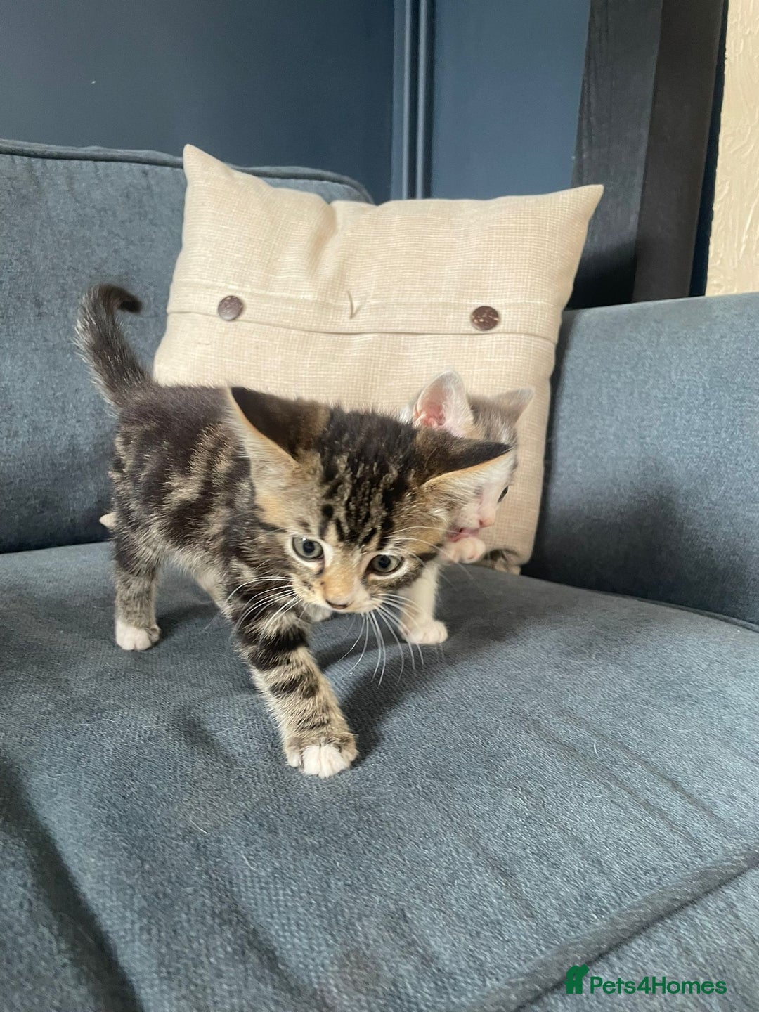 Domestic Shorthair cats for sale: Three beautiful playful kittens. - Image 6