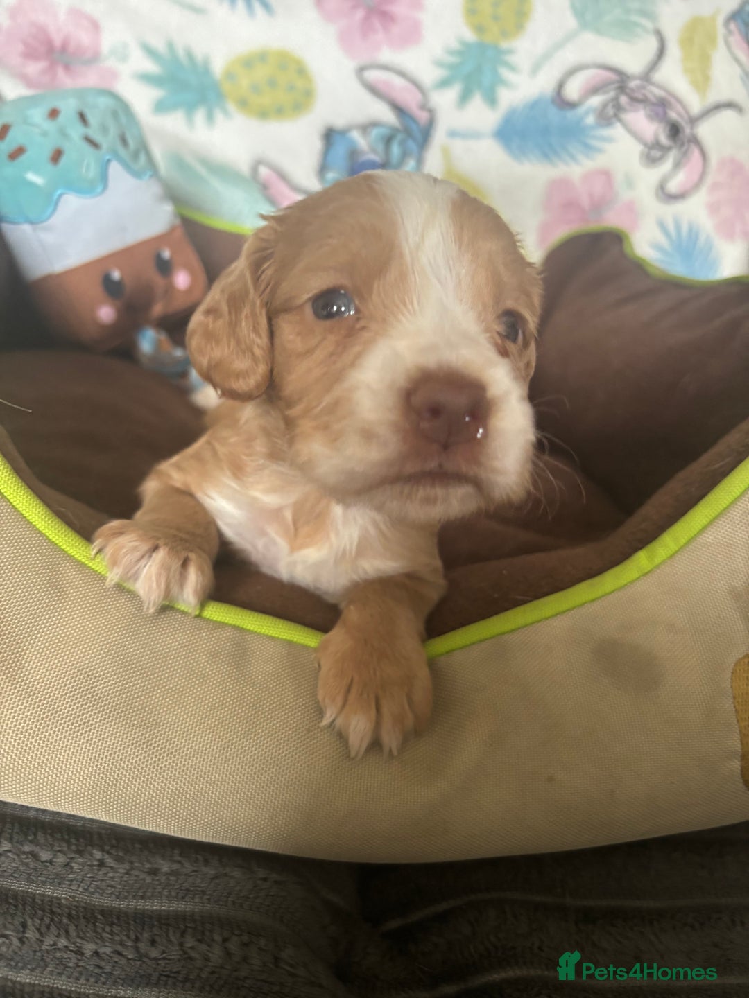 Cocker Spaniel dogs for sale: My 3 beautiful puppies  - Image 3