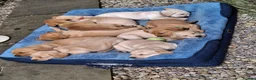 Goldador dogs for sale: Beautiful Goldador Puppies for Sale. READY TO GO! - Advert 1