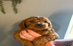 Cockapoo dogs for sale: Red F1 toy cockapoo puppies - Image 8