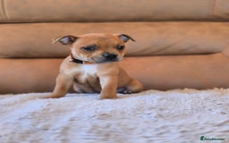 Staffordshire Bull Terrier dogs for sale: !READY NOW! KC Reg Quality Red Staffy Puppies  - Image 7