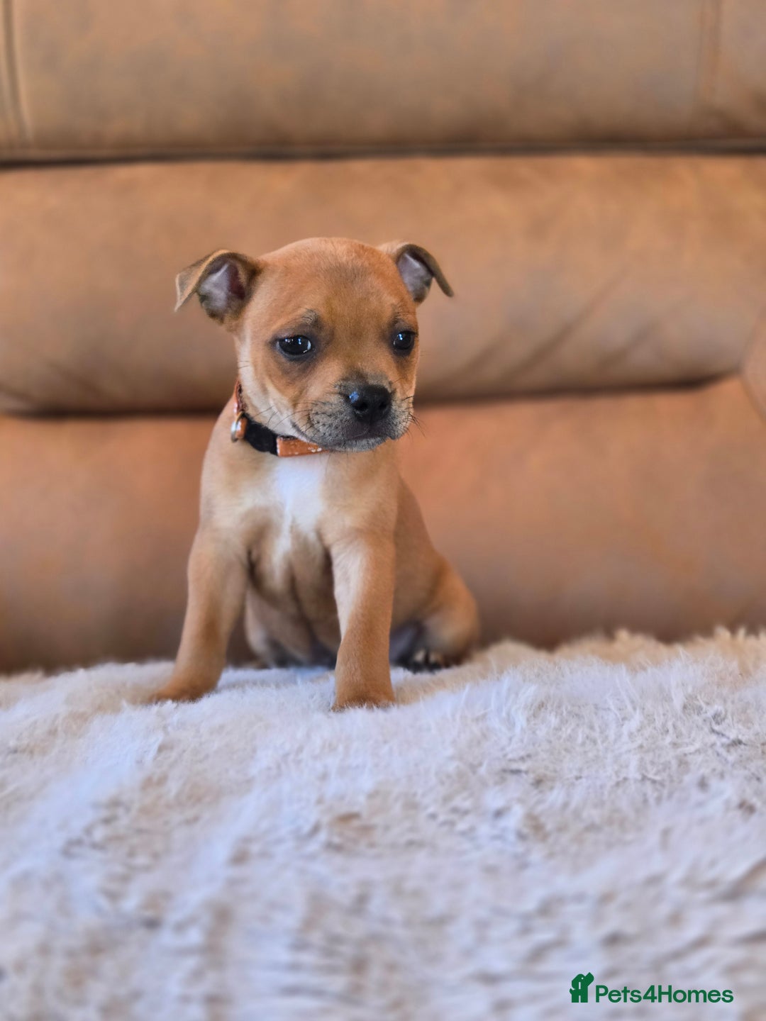 Staffordshire Bull Terrier dogs for sale: !READY NOW! KC Reg Quality Red Staffy Puppies  - Image 7