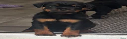 Rottweiler dogs for sale: ⭐️ Outstanding Rottweiler Puppies ⭐️ - Advert 19