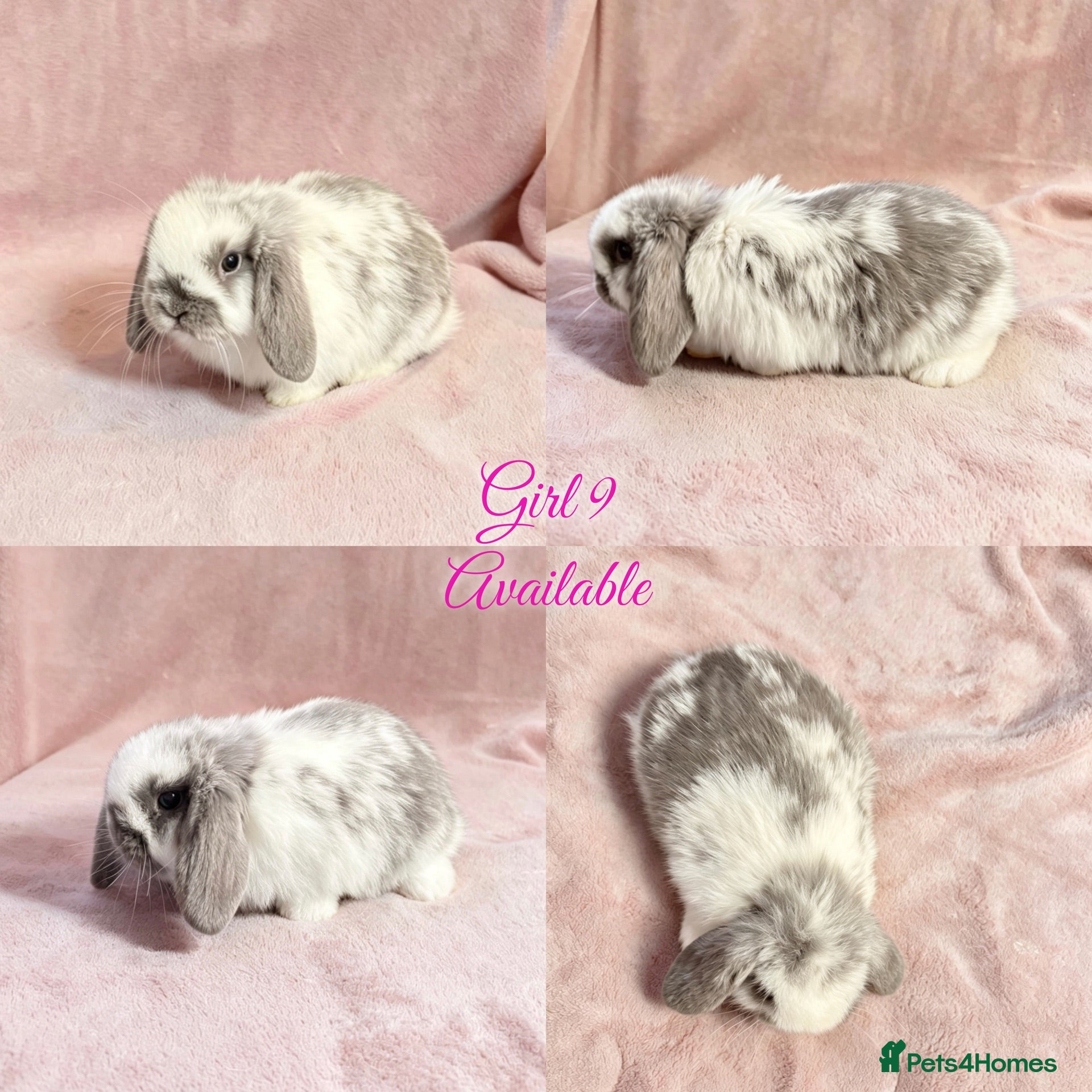 Mini Lop rabbits Baby Mini Lops Ready 01/07 - Advert 6