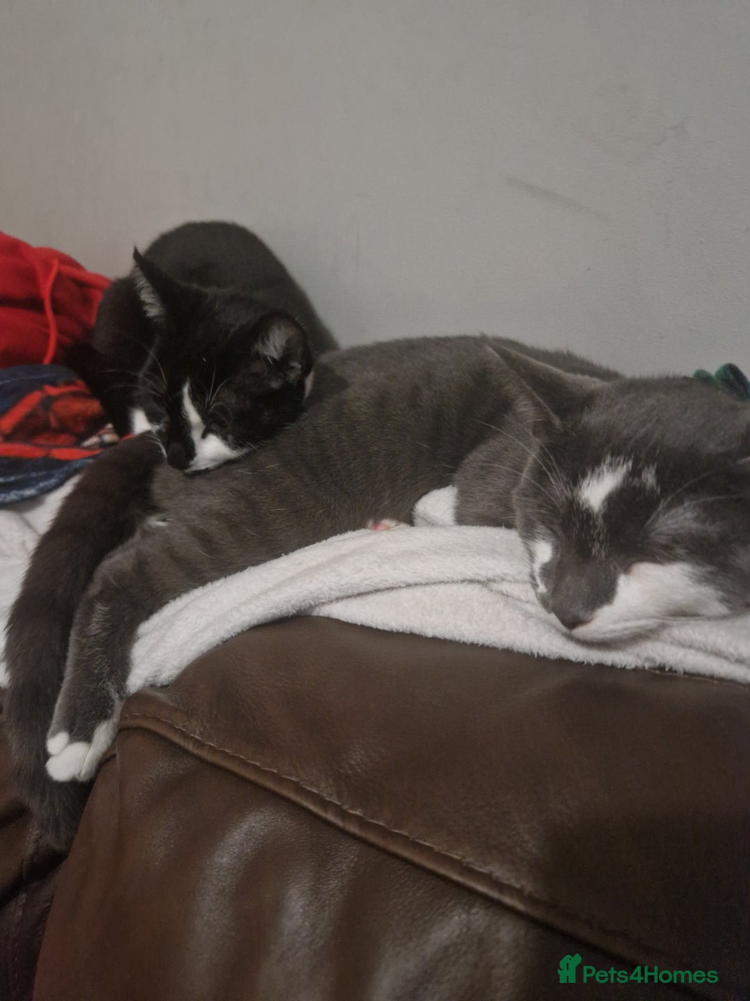 Mixed Breed cats for sale: Two male kitties need a home - Advert 1