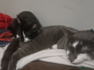 Mixed Breed cats Two male kitties need a home - Advert 1