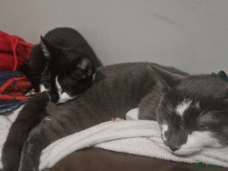 Mixed Breed cats Two male kitties need a home - Advert 14