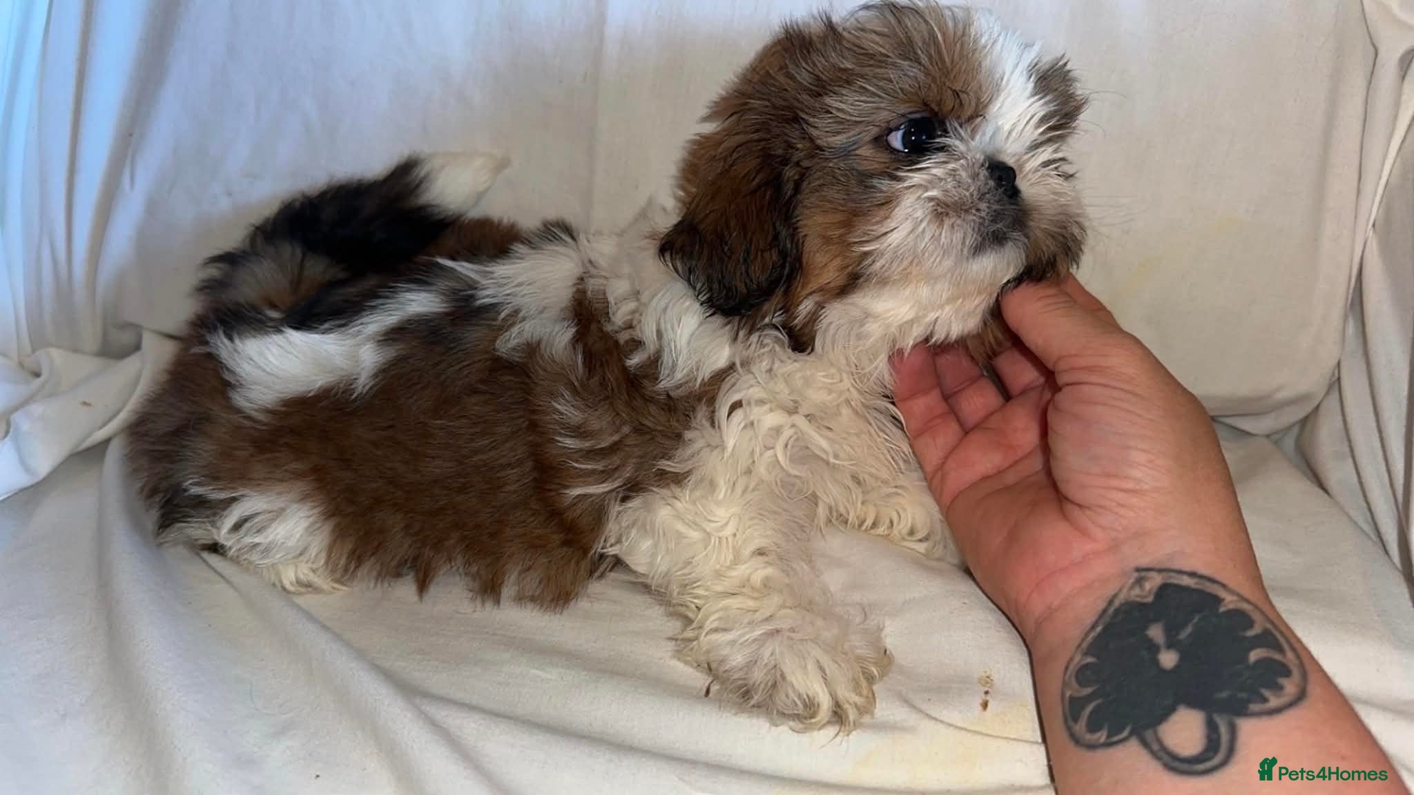 Shih Tzu dogs Shitzus puppies  - Advert 7