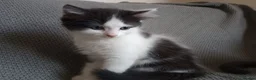 Ragdoll cats for sale: Adorable Chinchilla Persian x Ragdoll kittens - Advert 6