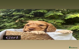 Cocker Spaniel dogs for sale: GORGEOUS SHOW TYPE SABLES COCKER SPANIAL PUPPIES - Image 17