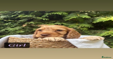 Cocker Spaniel dogs - Advert 13