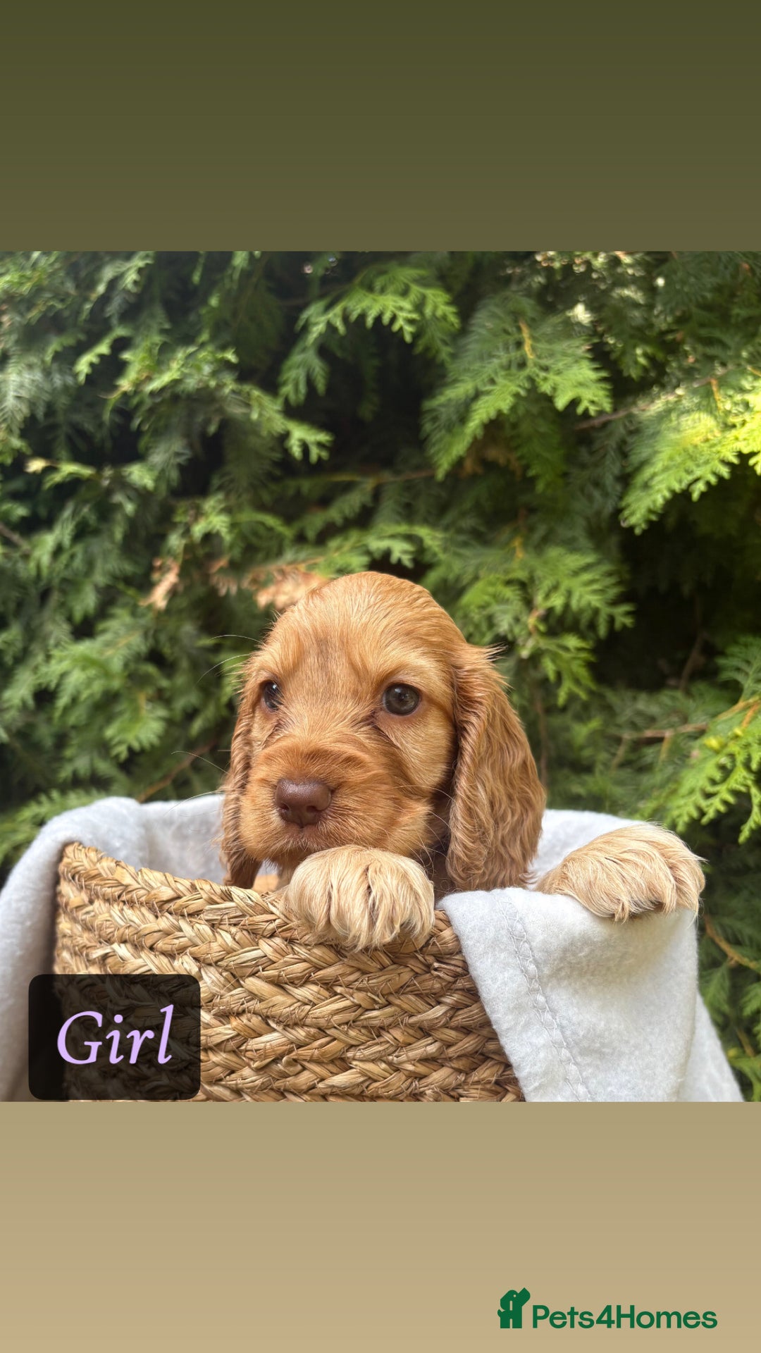 Cocker Spaniel dogs for sale: GORGEOUS SHOW TYPE SABLES COCKER SPANIAL PUPPIES - Image 17