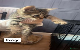 Mixed Breed cats for sale: Kittens  - Image 2