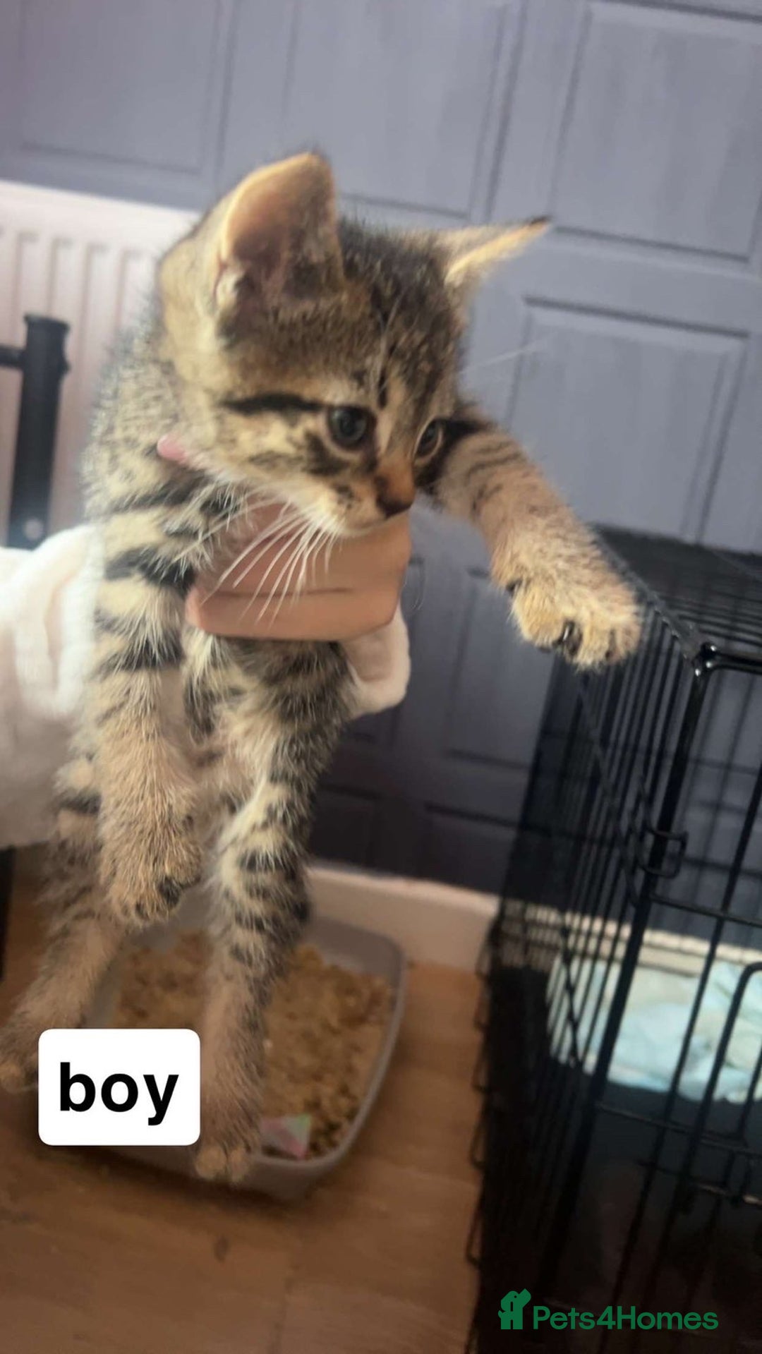 Mixed Breed cats for sale: Kittens  - Image 2