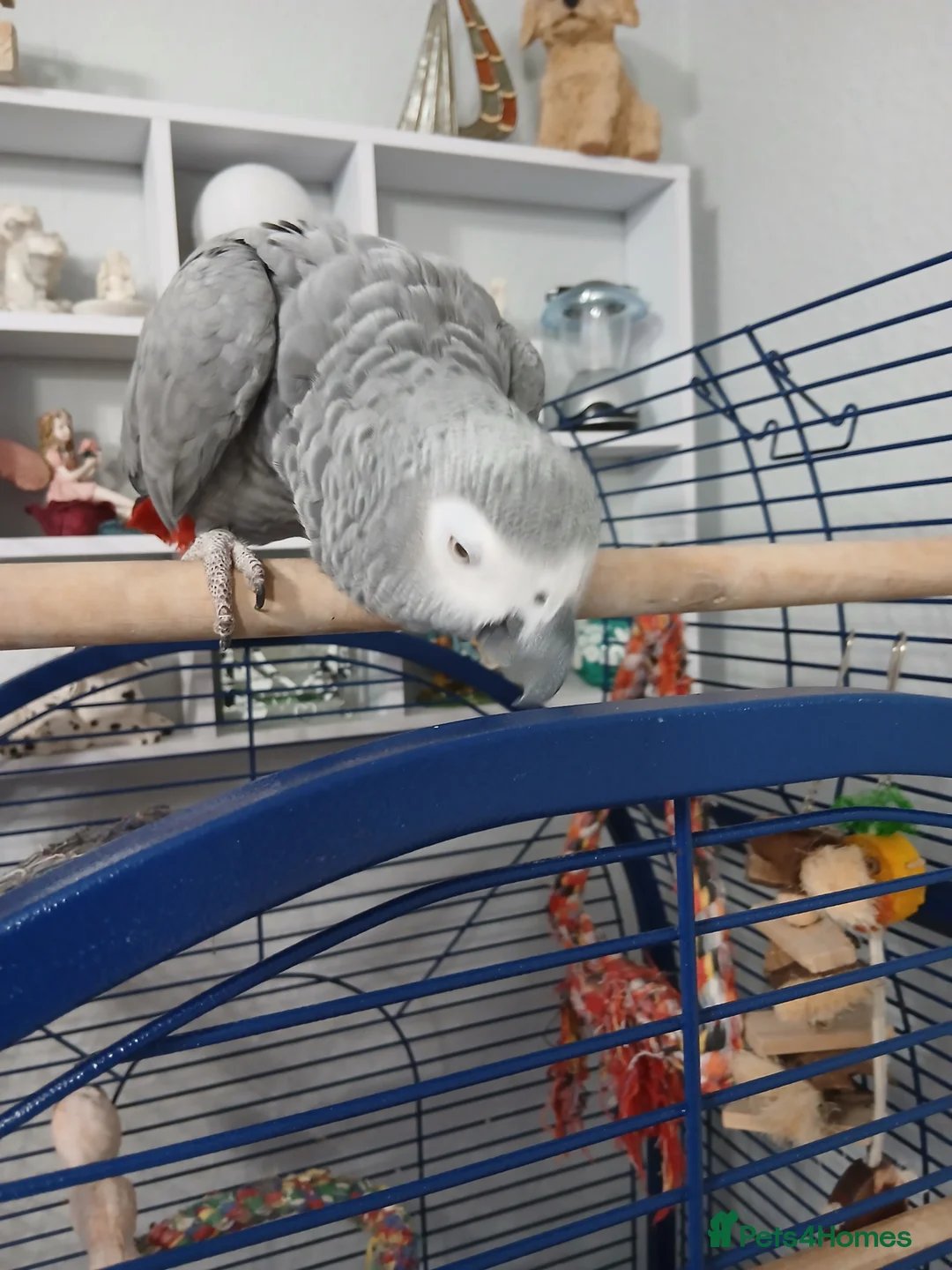 Parrots birds for sale: African grey parrot  - Advert 3