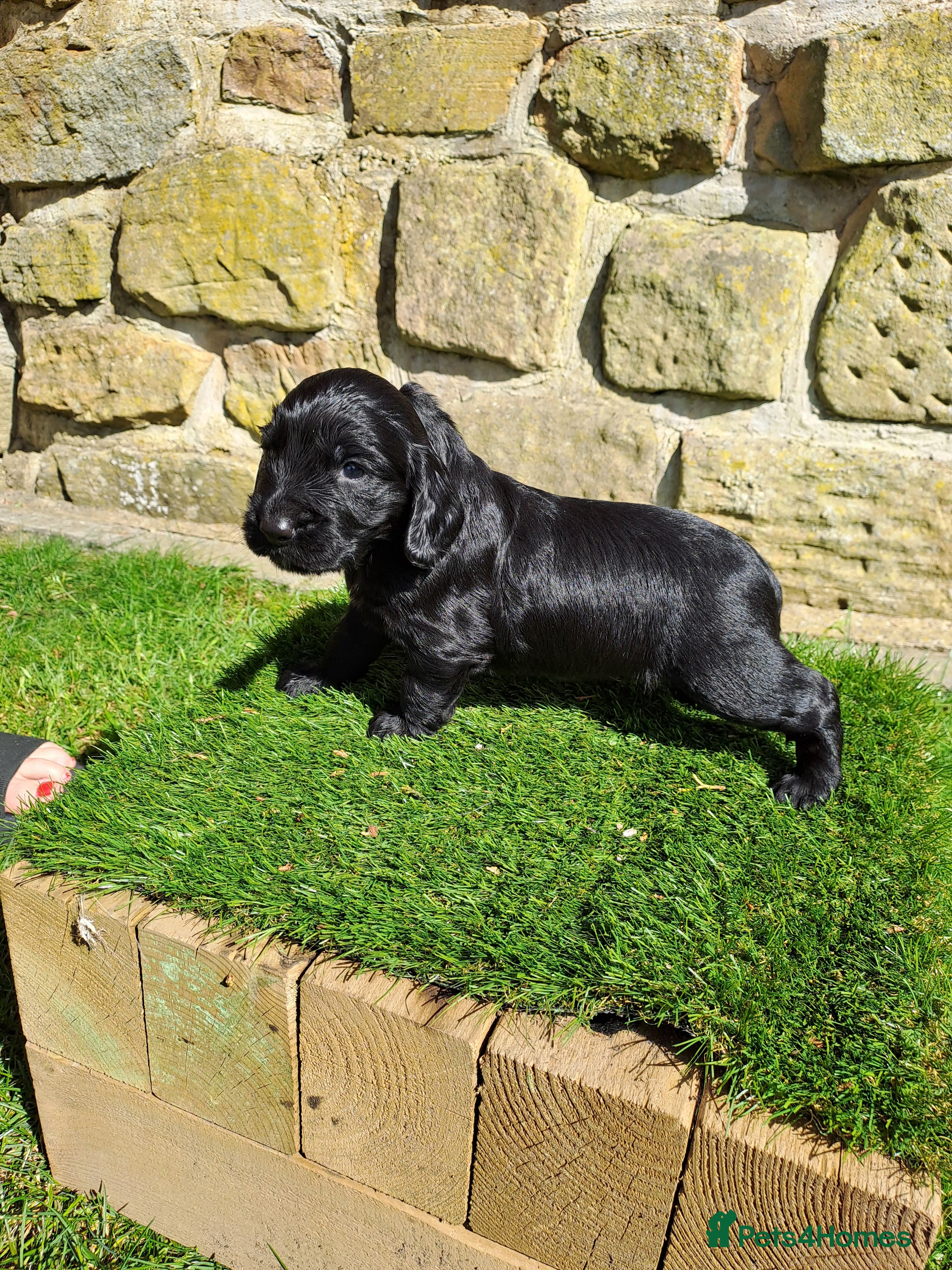 Cocker Spaniel dogs Working Cocker Spaniels  - Advert 2