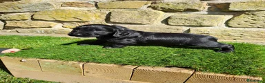 Cocker Spaniel 2