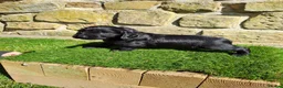 Cocker Spaniel dogs for sale: Working Cocker Spaniels  - Advert 4